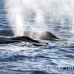 whale_humpback_h_00739_dom2835.jpg